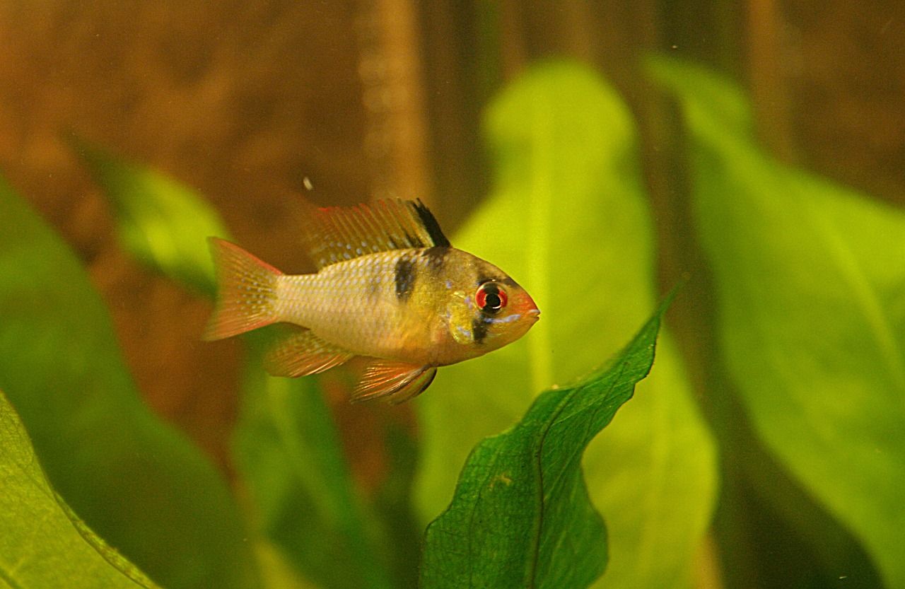 葫芦岛水族批发市场都在哪里（葫芦岛水产市场营业时间）