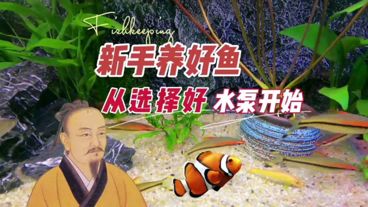 新手养鱼从选对水泵开始 观赏鱼论坛