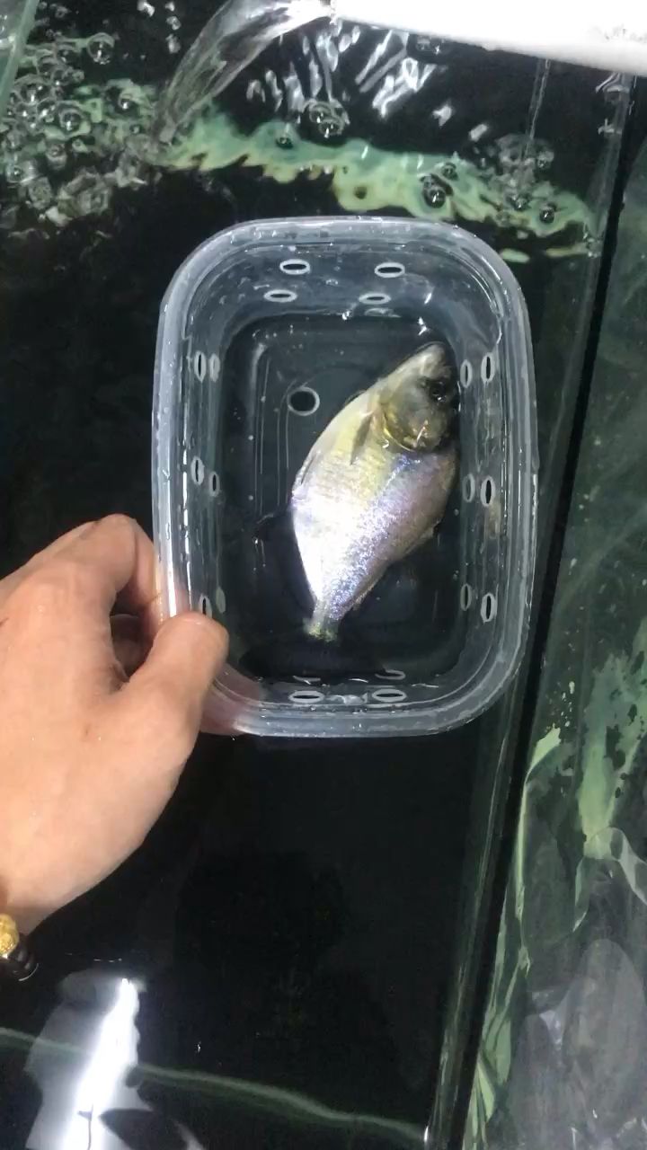 宝鸡二手鱼缸水族箱回收电话（宝鸡二手鱼缸水族箱回收电话号码） 委内瑞拉奥里诺三间鱼苗