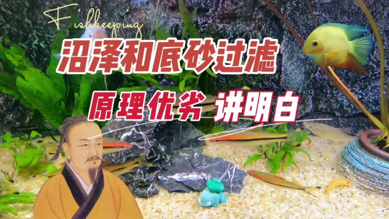 养鱼的沼泽和底砂过滤，优缺点原理 观赏鱼论坛