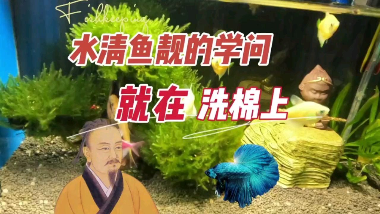 水清鱼靓的学问就在洗棉，物理过滤维护 观赏鱼论坛