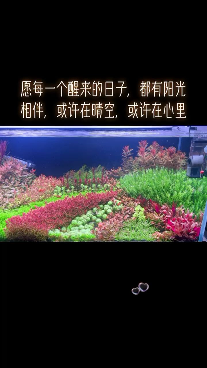 前路浩浩荡荡，万物尽可期待 观赏鱼论坛 第1张