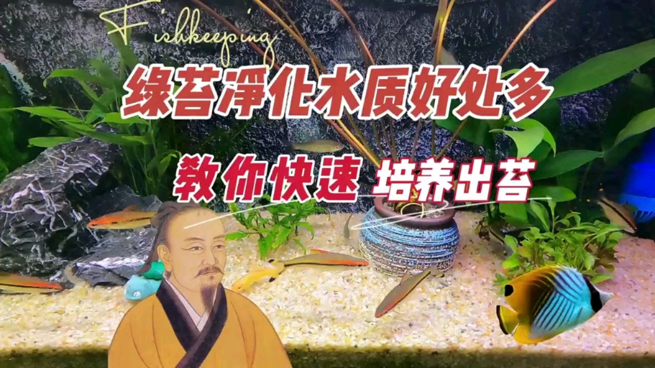 绿苔青苔净化水质好处多，如何快速培养 观赏鱼论坛