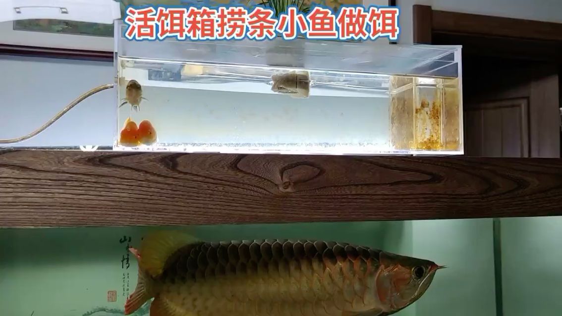 你没见过的龙鱼防掉眼神器 观赏鱼论坛 第1张