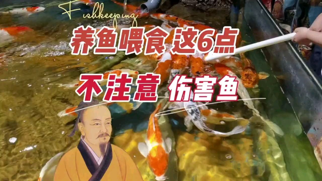 养鱼喂食不注意这6点，对鱼儿伤害很大 观赏鱼论坛