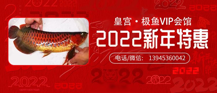 皇宫VIP红龙2022新年重磅特惠 观赏鱼论坛 第2张