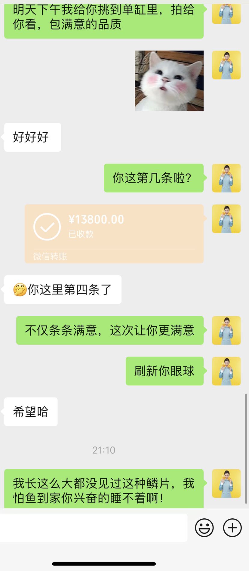 第二条源系列已售 观赏鱼论坛 第4张