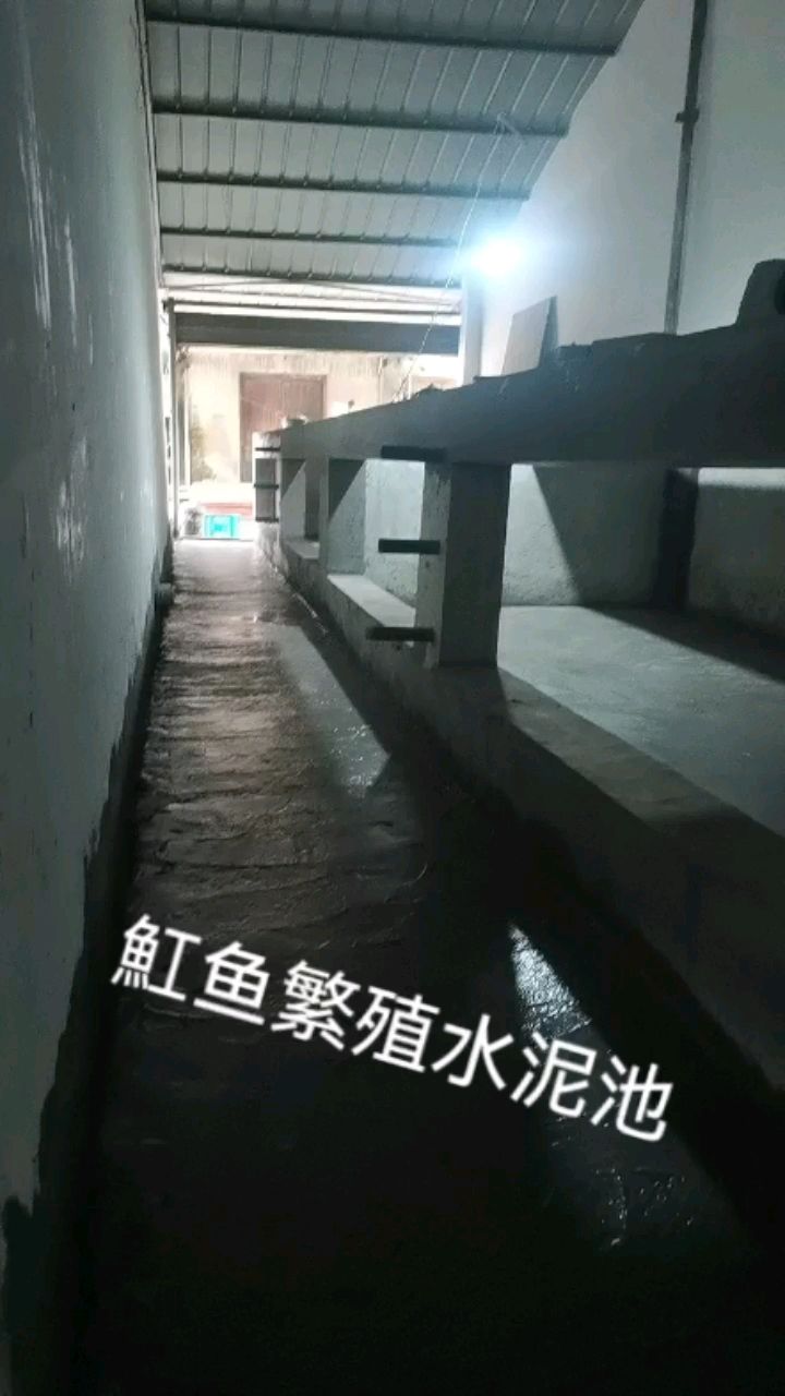 魟鱼繁殖水泥池建设中 观赏鱼论坛 第1张