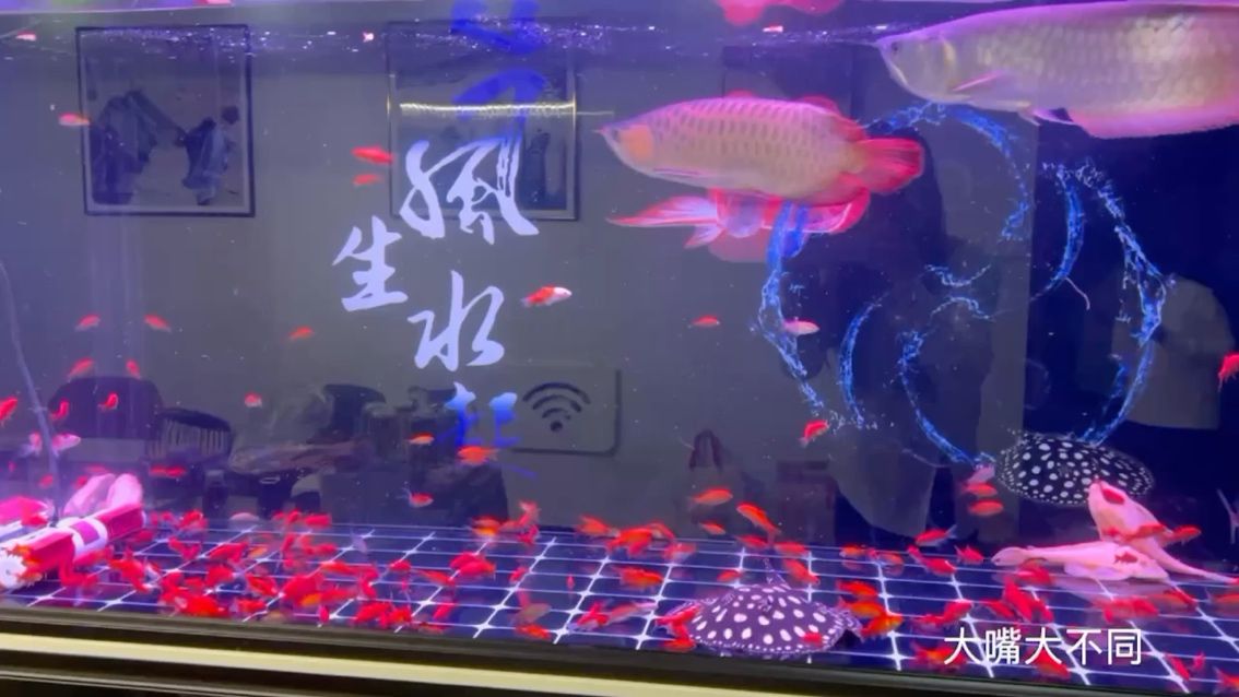 圣诞节快乐！三百红鱼下鱼缸 观赏鱼论坛
