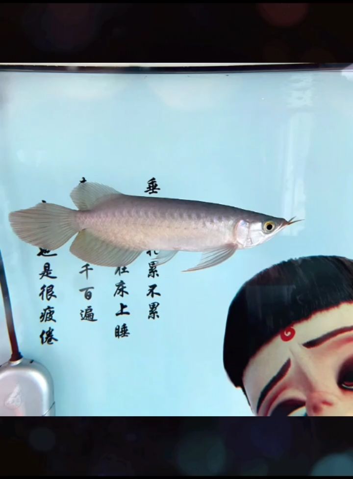 【万隆天王】家有好鱼初长成 观赏鱼论坛