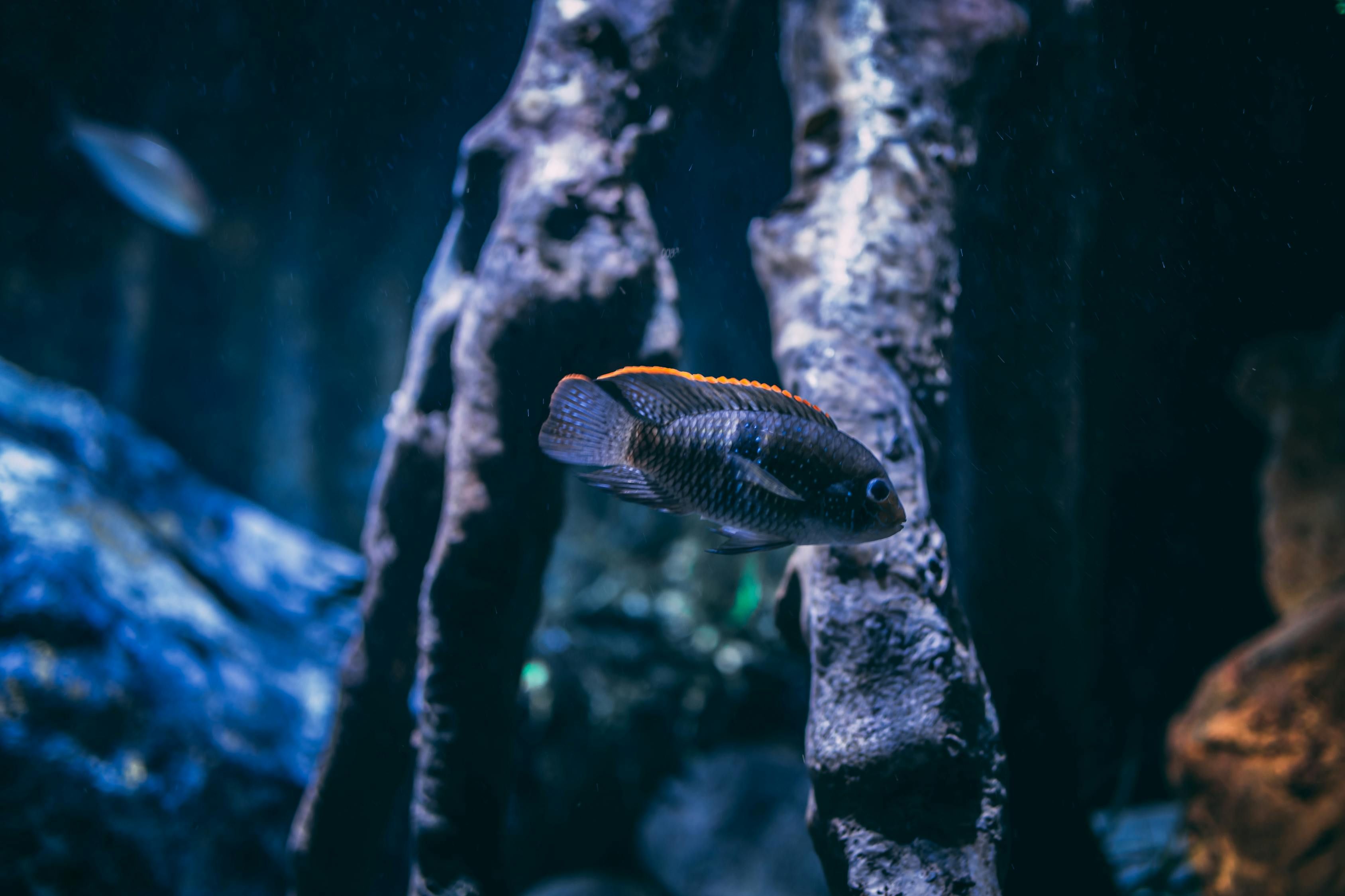 银龙鱼生长温度多少 银龙鱼生存的最低温度 海水鱼