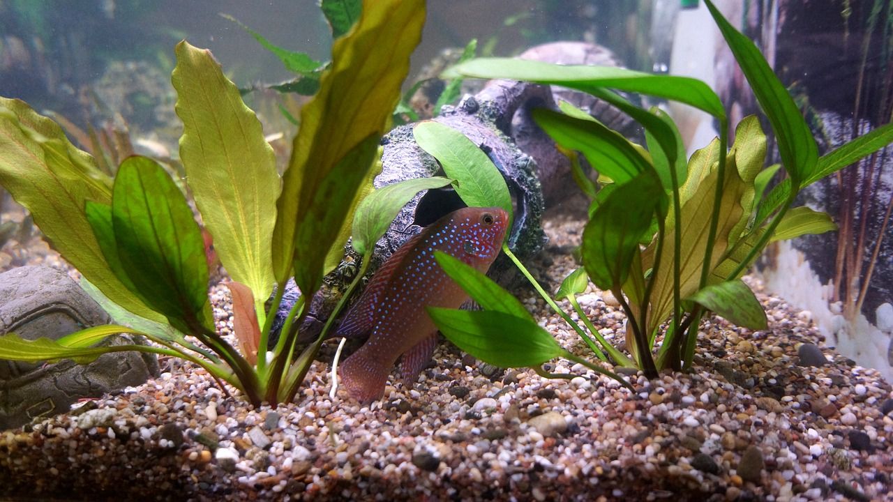 鱼缸水养多长时间可以放鱼食（ 鱼缸水养几天放鱼最佳） 水族周边