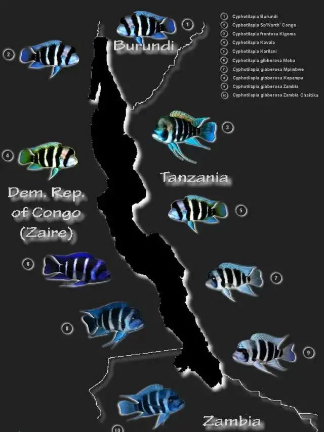 六间地域划分图 观赏鱼论坛