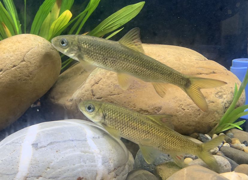 泰山赤鳞鱼，多鳞白甲鱼、钱鱼、苦花鱼 观赏鱼论坛 第3张