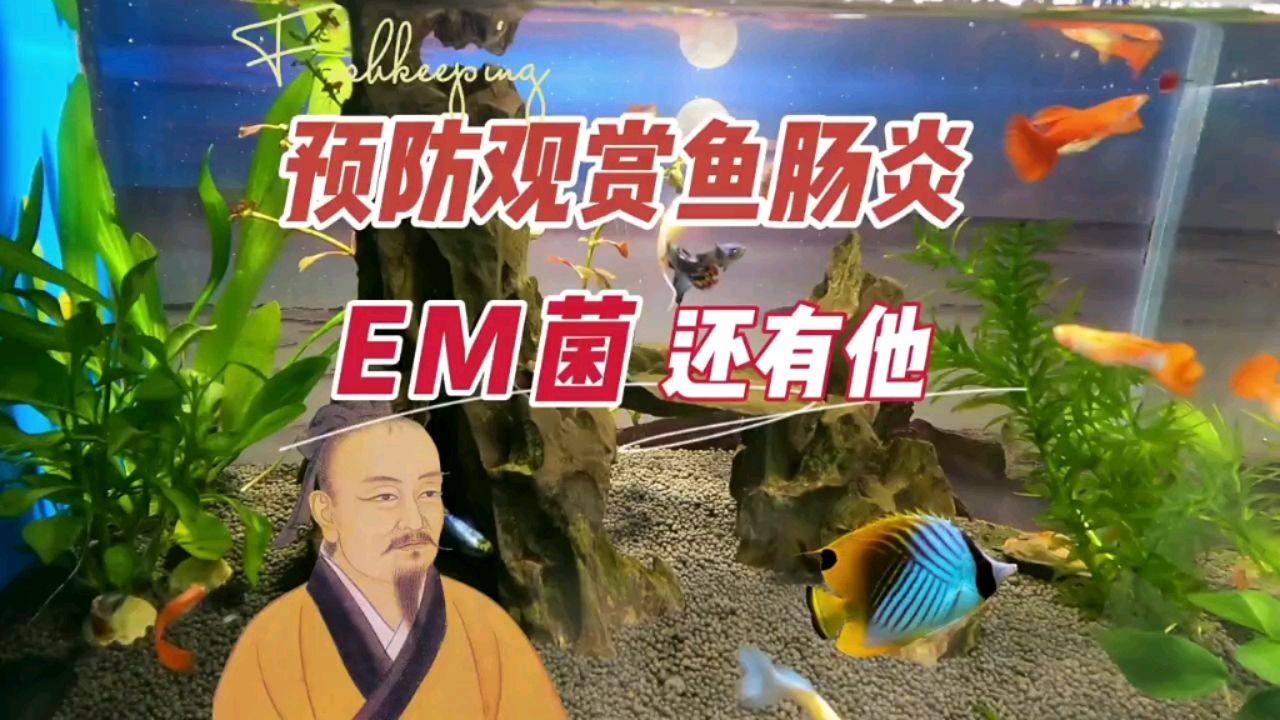 预防观赏鱼肠炎，除了EM菌拌饲料还有 观赏鱼论坛