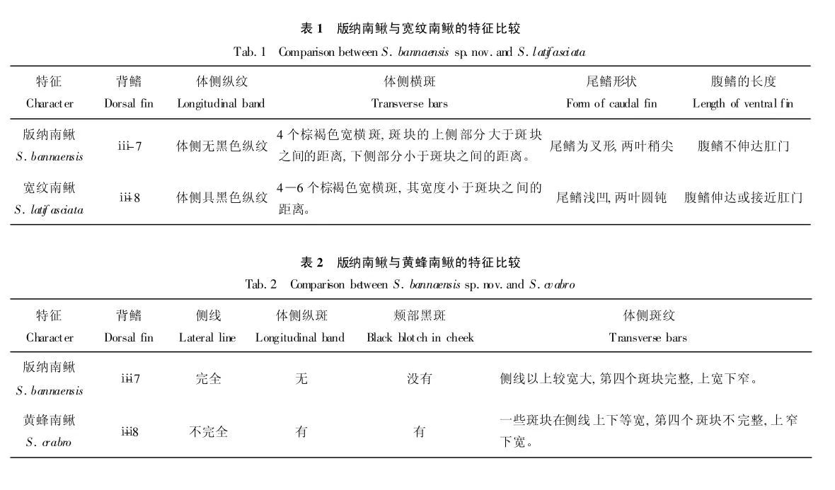 云南西双版纳特产“版纳南鳅” 观赏鱼论坛 第4张