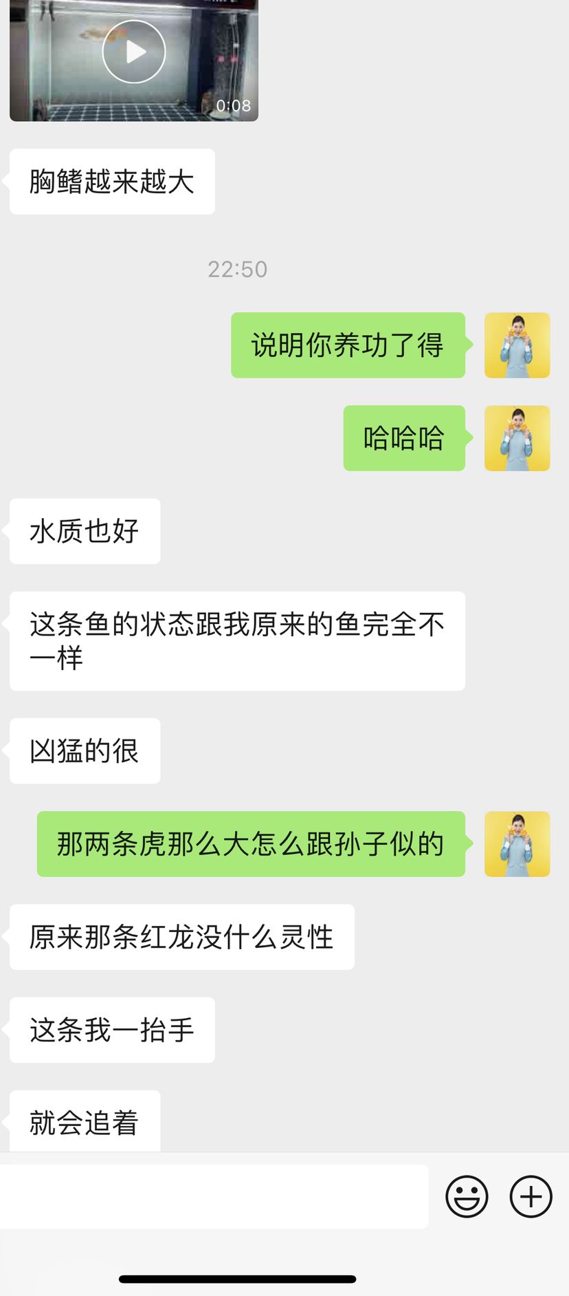 鱼友反馈：我万隆天王小烈焰与以往养的龙都不一样！[机智][机智][机智]小小的龙把大大的虎吓得不敢出来游[破涕为笑][破涕为笑][破涕为笑] 观赏鱼论坛 第1张