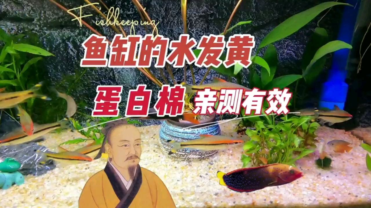 鱼缸的水发黄，不清澈，蛋白棉亲测有效