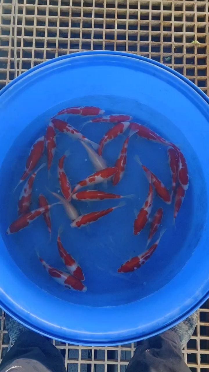 一盆小红白 观赏鱼论坛