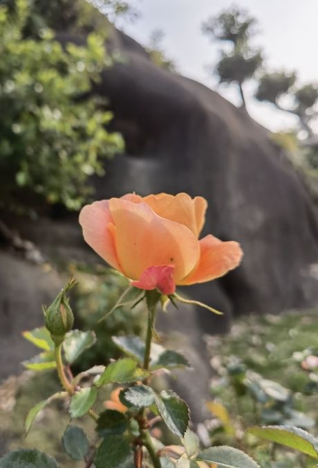 赏花赏鱼赏秋香 观赏鱼论坛 第3张