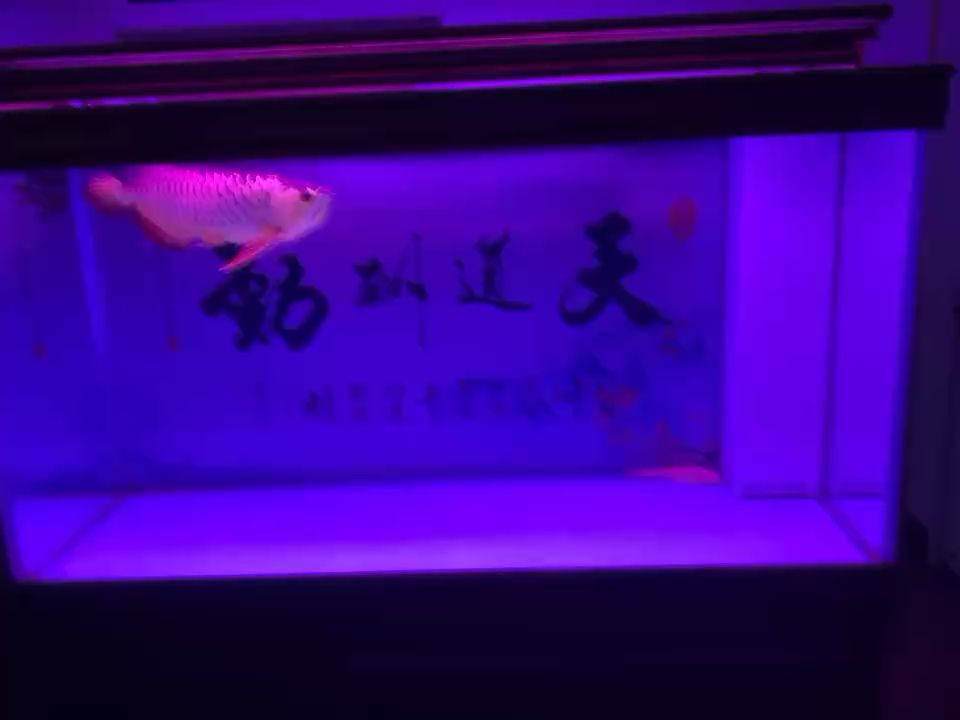 水有腥味怎么办？ 观赏鱼论坛