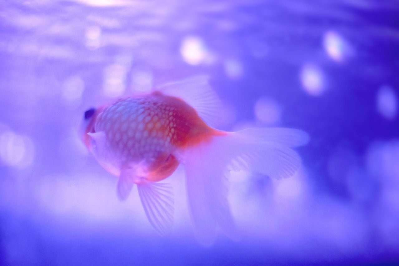 海洋生态鱼缸哪款好一点 海洋鱼缸视频教程 黑帝王魟鱼