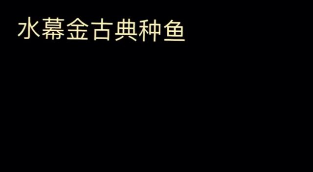 种鱼一尾尾 观赏鱼论坛 第1张