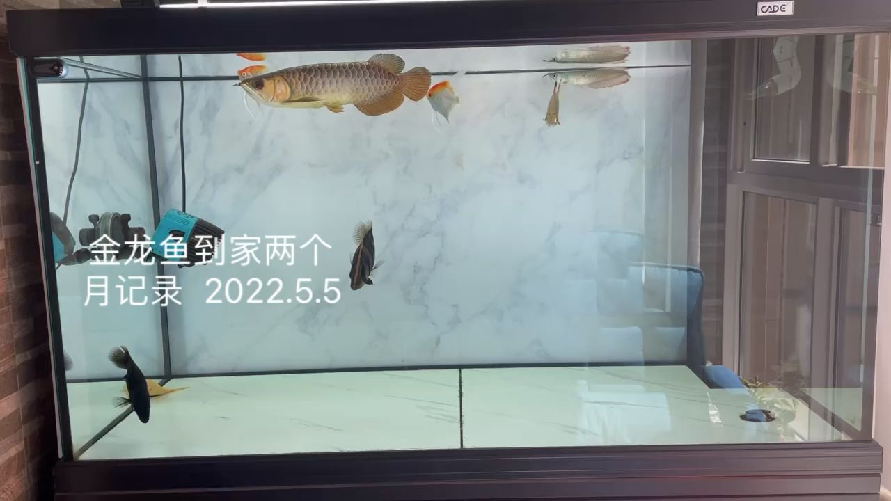 金龙鱼到家两个月记录，2022.5.5 观赏鱼论坛 第1张