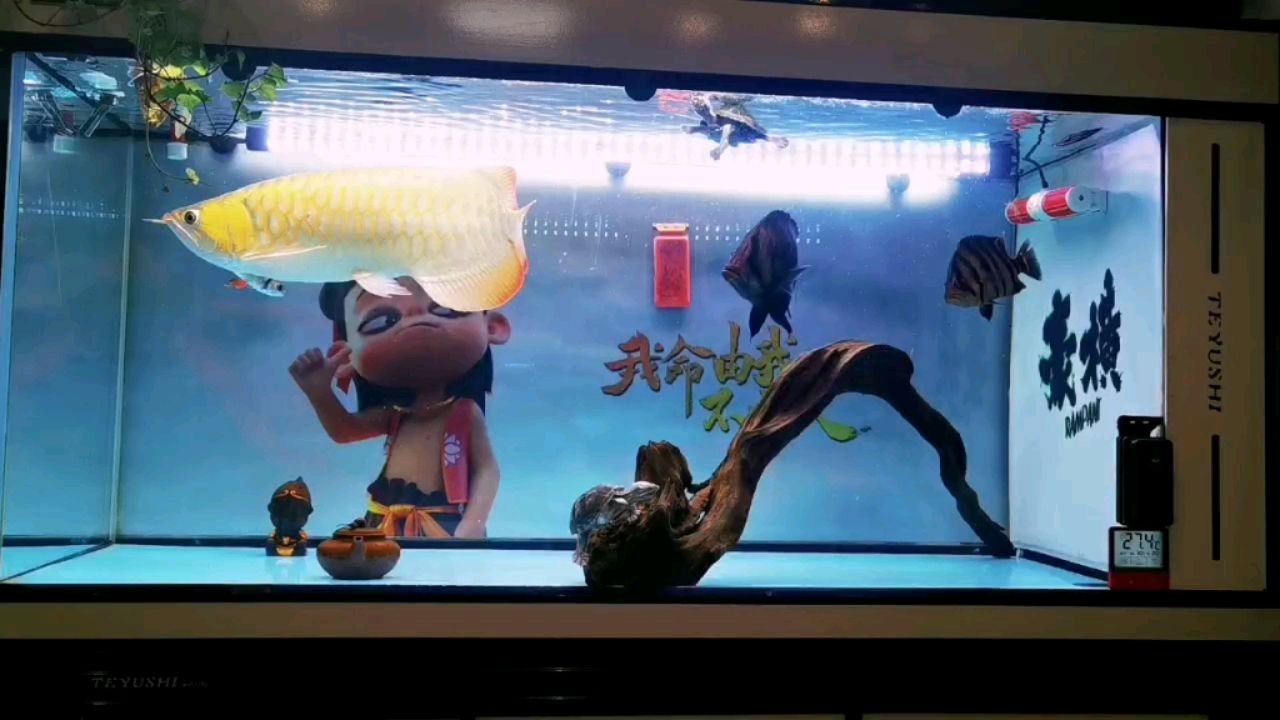 南召县霞光水族工艺品店 全国水族馆企业名录