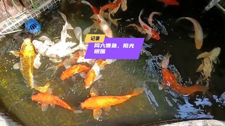 周六喂鱼！ 观赏鱼论坛