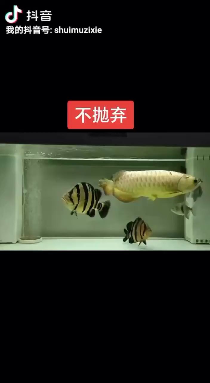 水幕金大胖 观赏鱼论坛