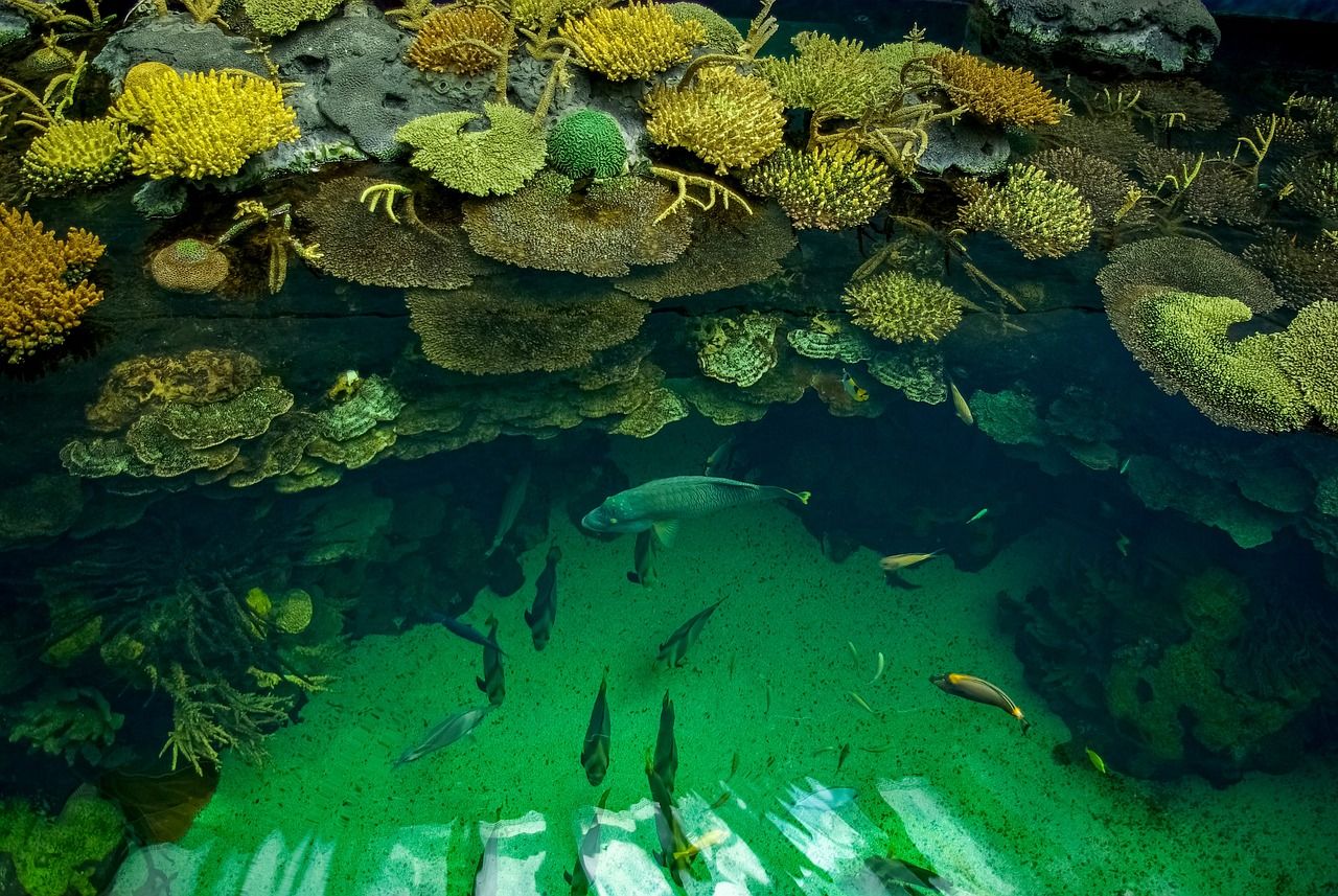 临沂最大的水族批发市场在哪里啊多少钱（ 临沂水族鱼缸批发地址） 超血红龙鱼