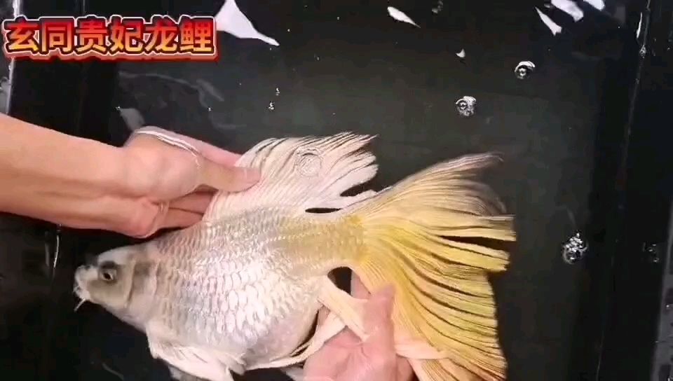 超级火焰尾蝴蝶鲤35-40cm，超级 观赏鱼论坛