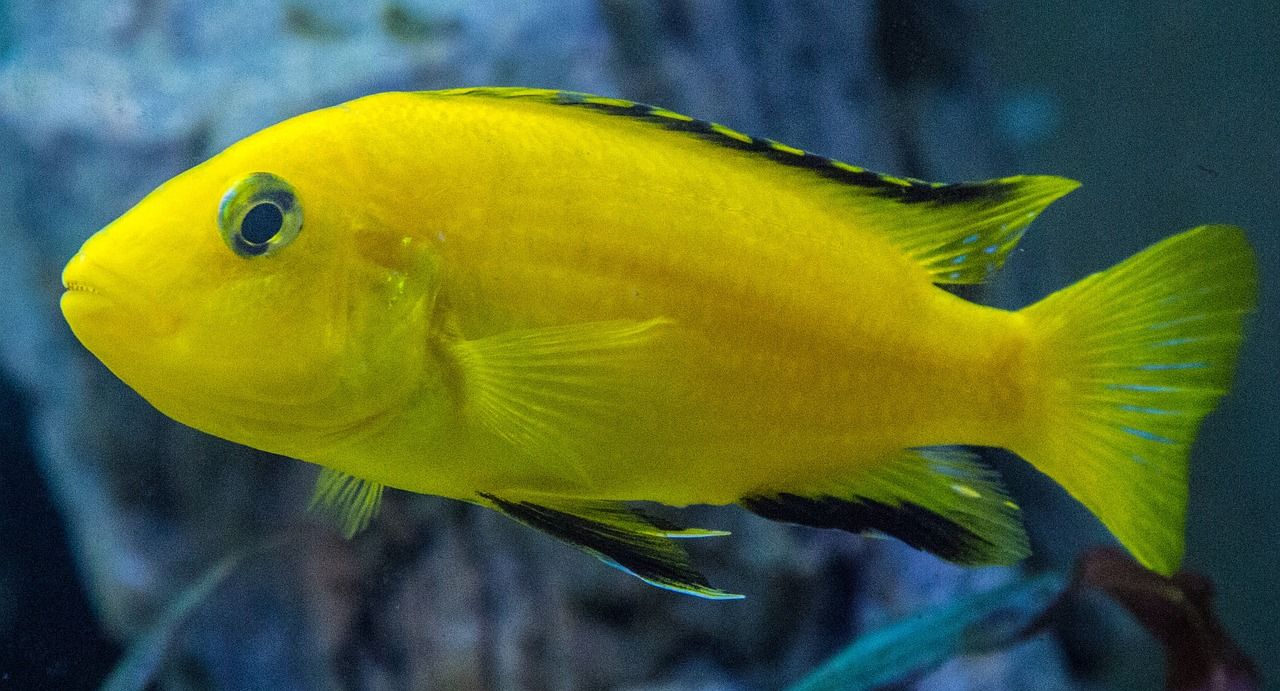 厦门哪里有水族批发市场卖（厦门哪里有大型水族馆）