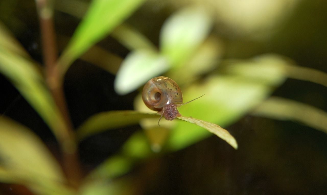 汕尾水族批发市场都在哪里（汕尾水族批发市场都在哪里进货） 鱼缸百科