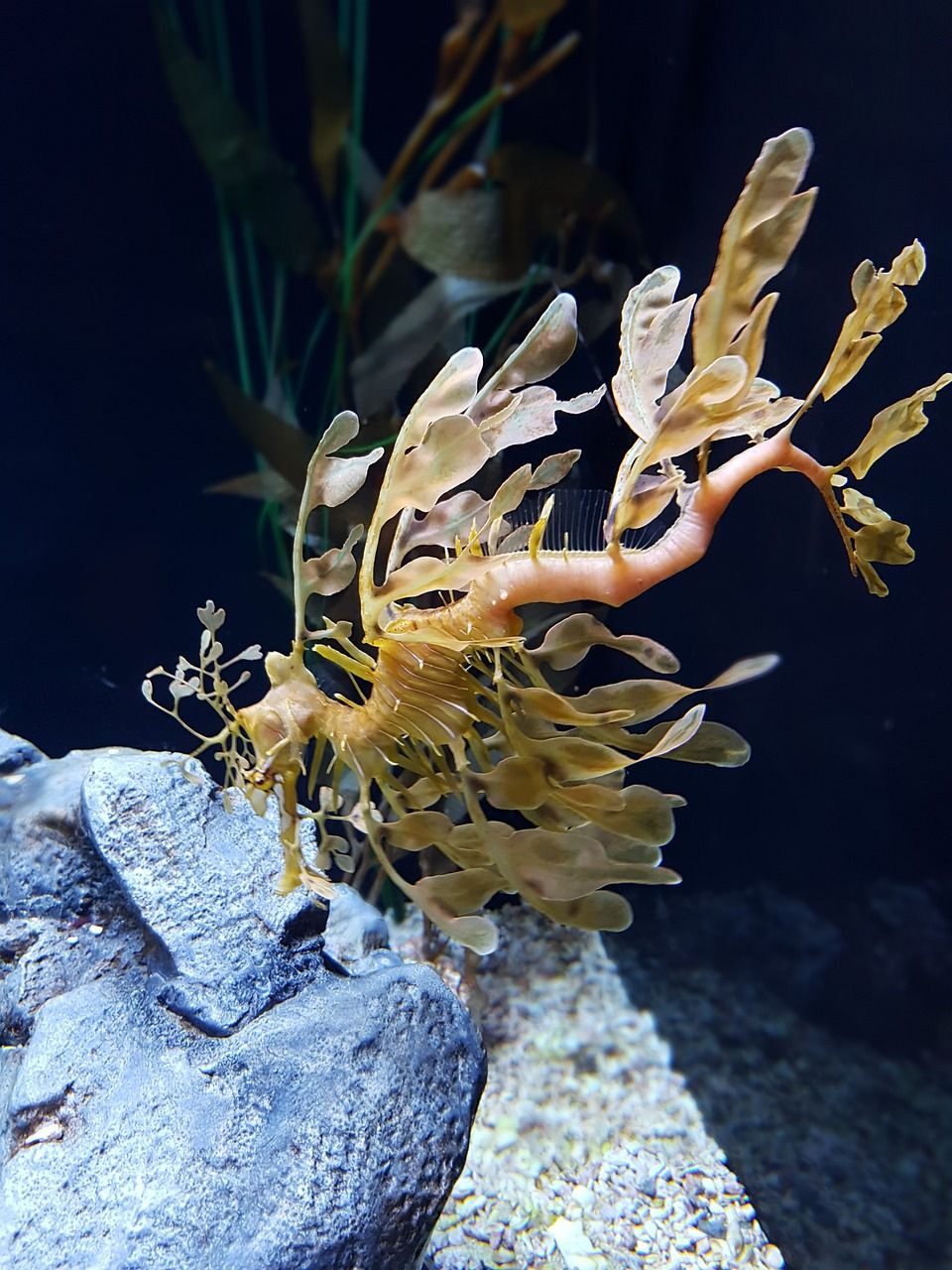 海水养观赏鱼最高水平（海水饲养鱼） 鹦鹉鱼