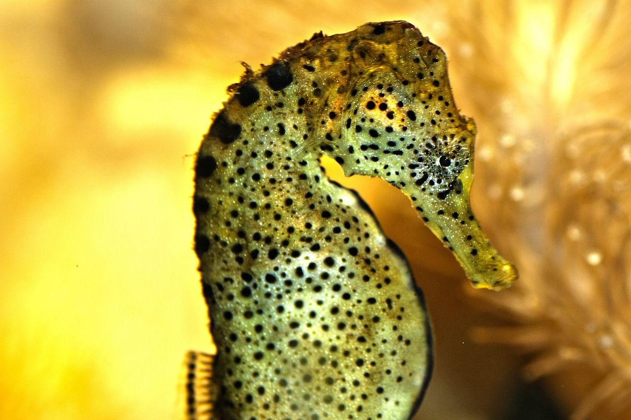 海南水族批发市场地址电话（海南海水鱼批发） 白子黑帝王魟鱼