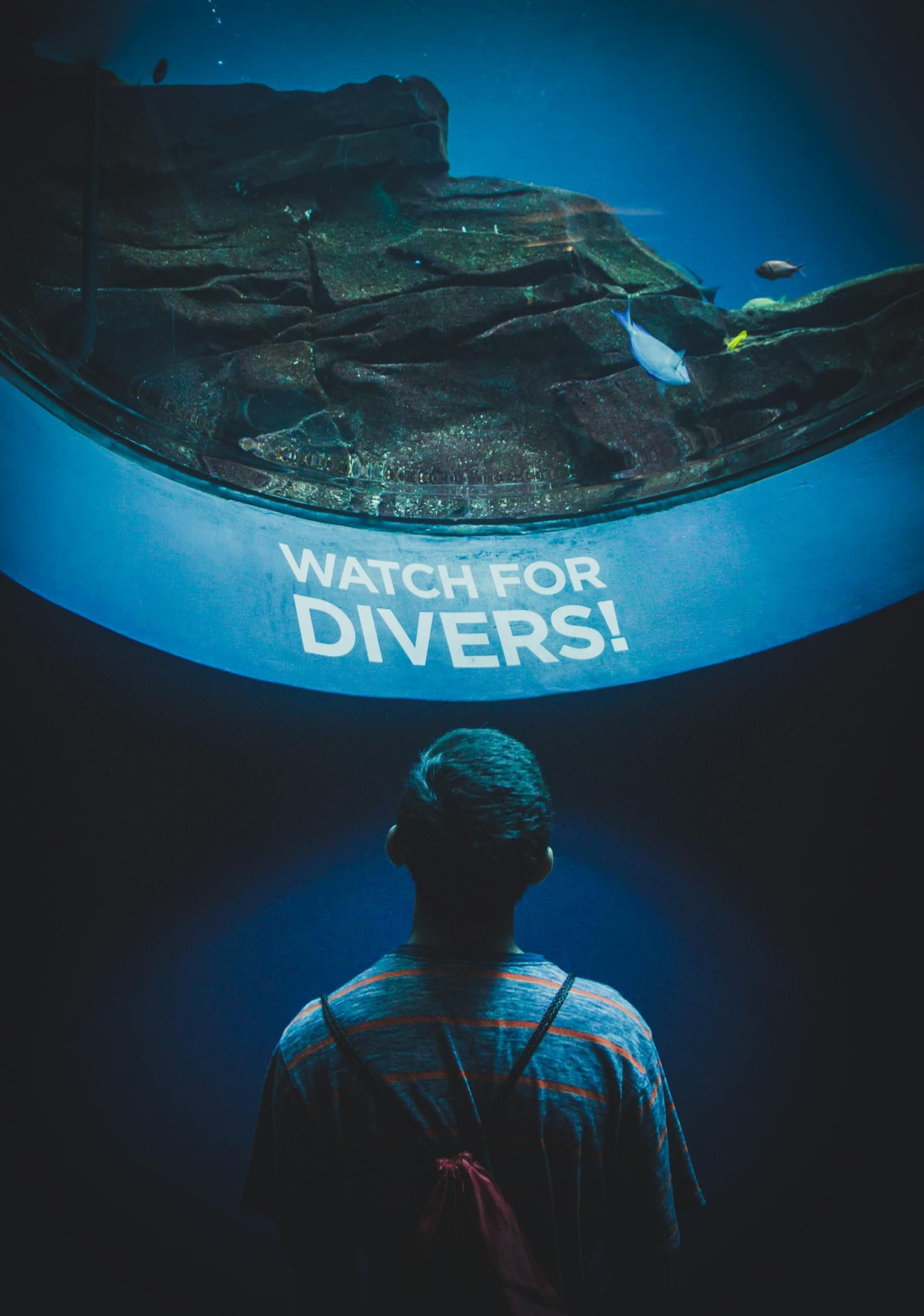 衡水水族批发市场在哪里啊多少钱一个（ 衡水水族馆市场） 水族灯（鱼缸灯）