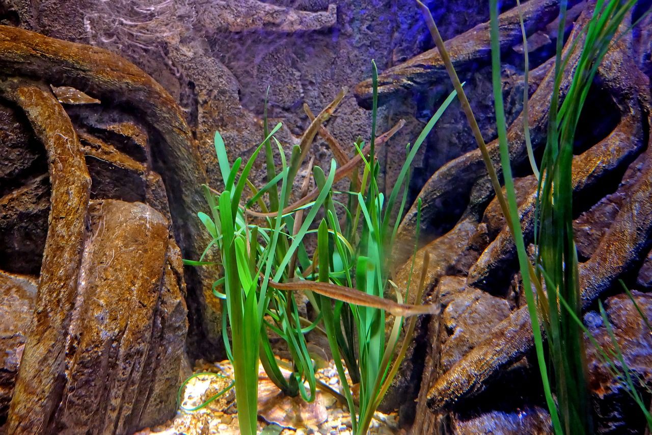 水族箱鱼缸安装视频大全（高级水族箱鱼缸安装视频） 印尼四纹虎