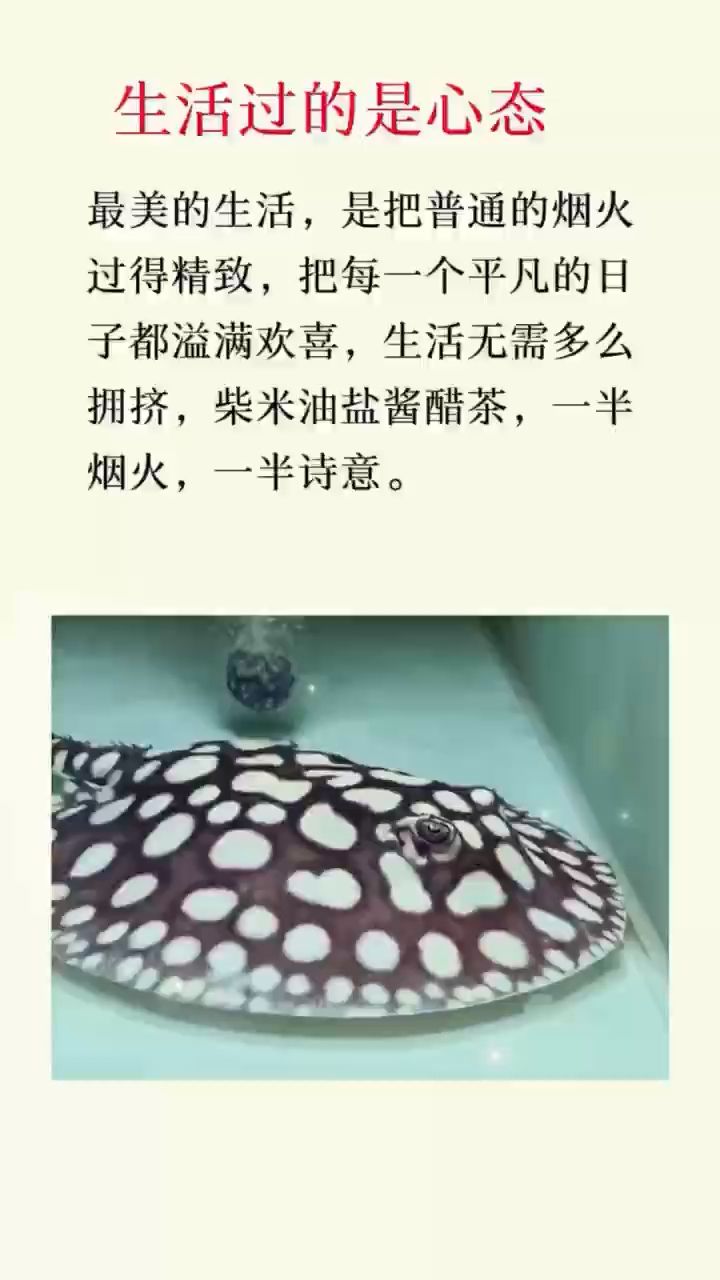 生活过的是心态 观赏鱼论坛