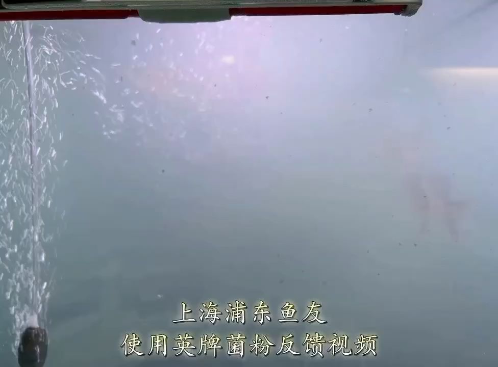 坐标 上海浦东 观赏鱼论坛