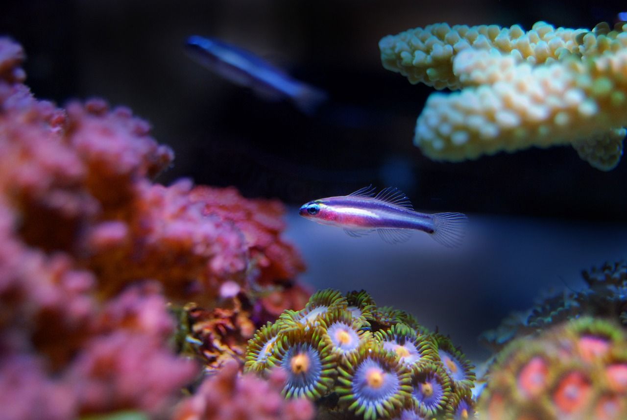 武汉水族批发市场在哪里有卖鱼的地方 武汉最大的水族鱼市场