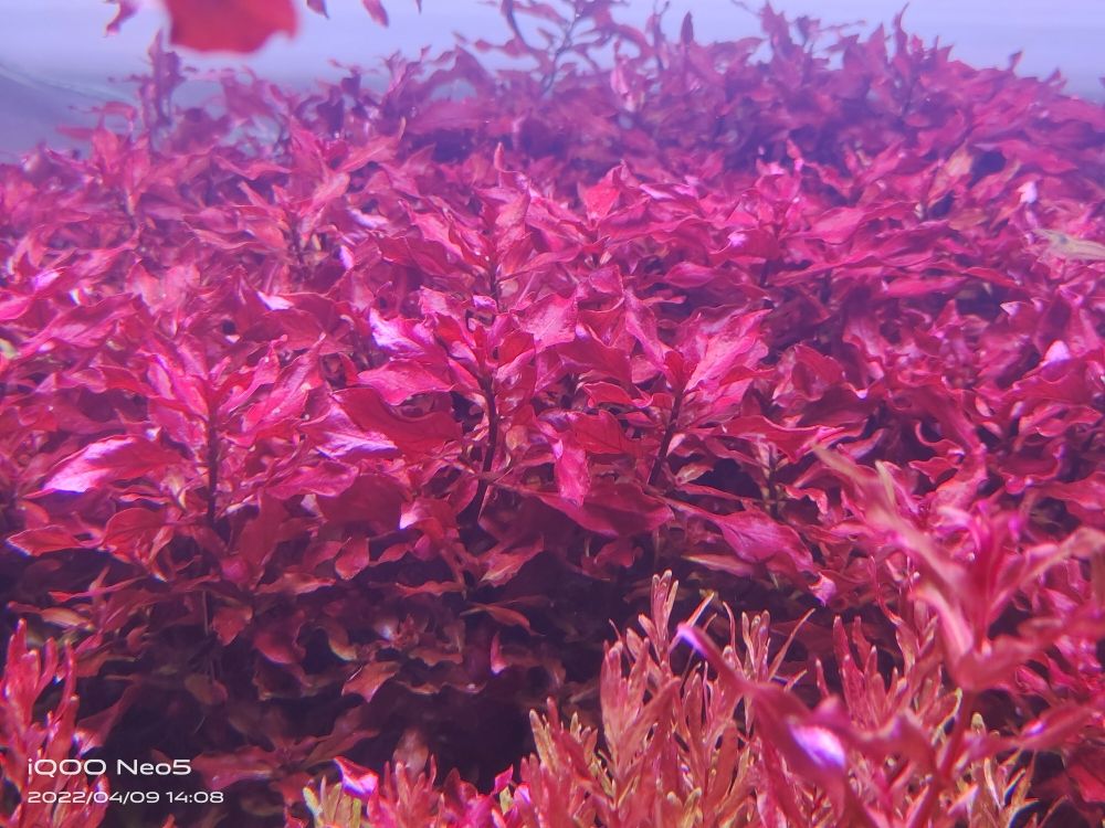 悬浮景荷兰景 观赏鱼论坛 第5张