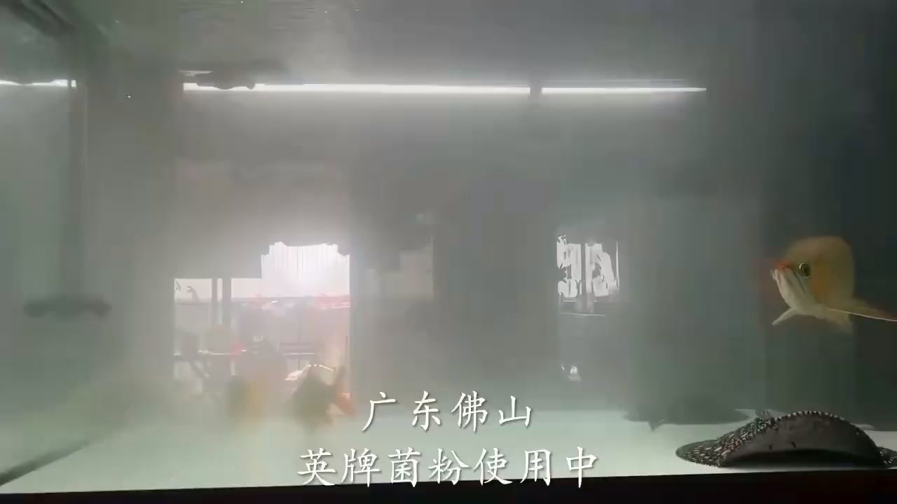 广东 佛山 使用后 水清鱼靓哦 观赏鱼论坛