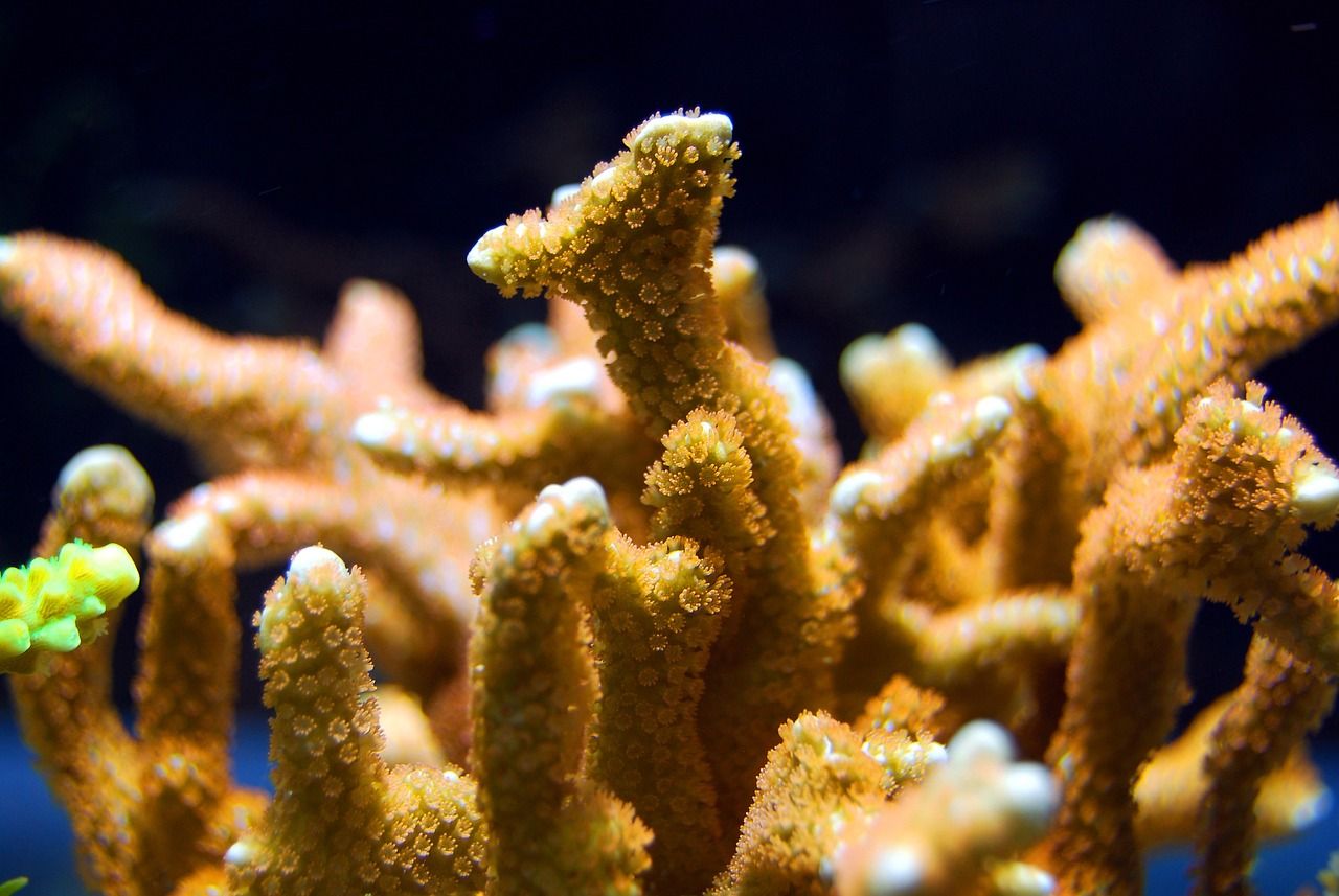 抚顺水族批发市场都在哪里？（抚顺水族馆门票多少钱） 鱼缸净水剂