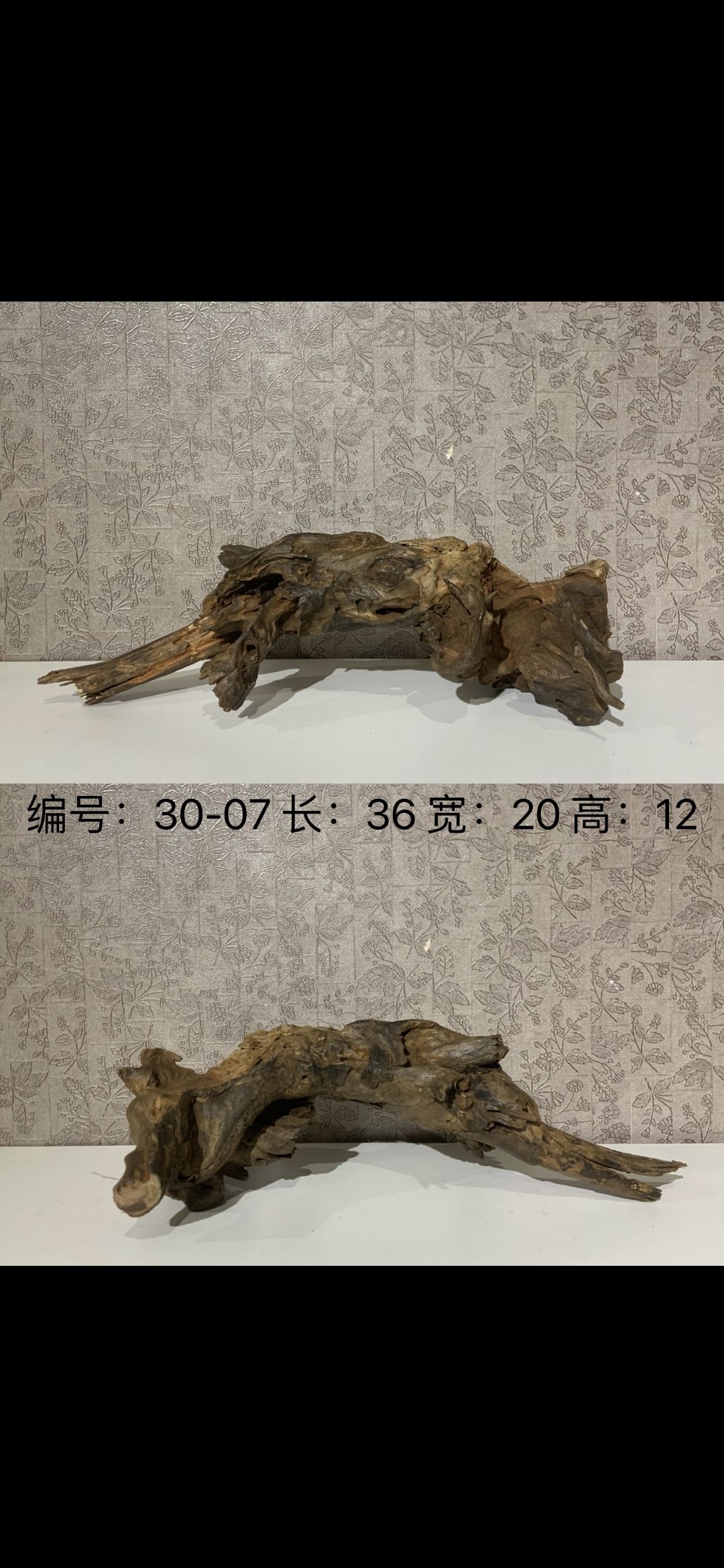 教大家认识好沉木 观赏鱼论坛 第6张