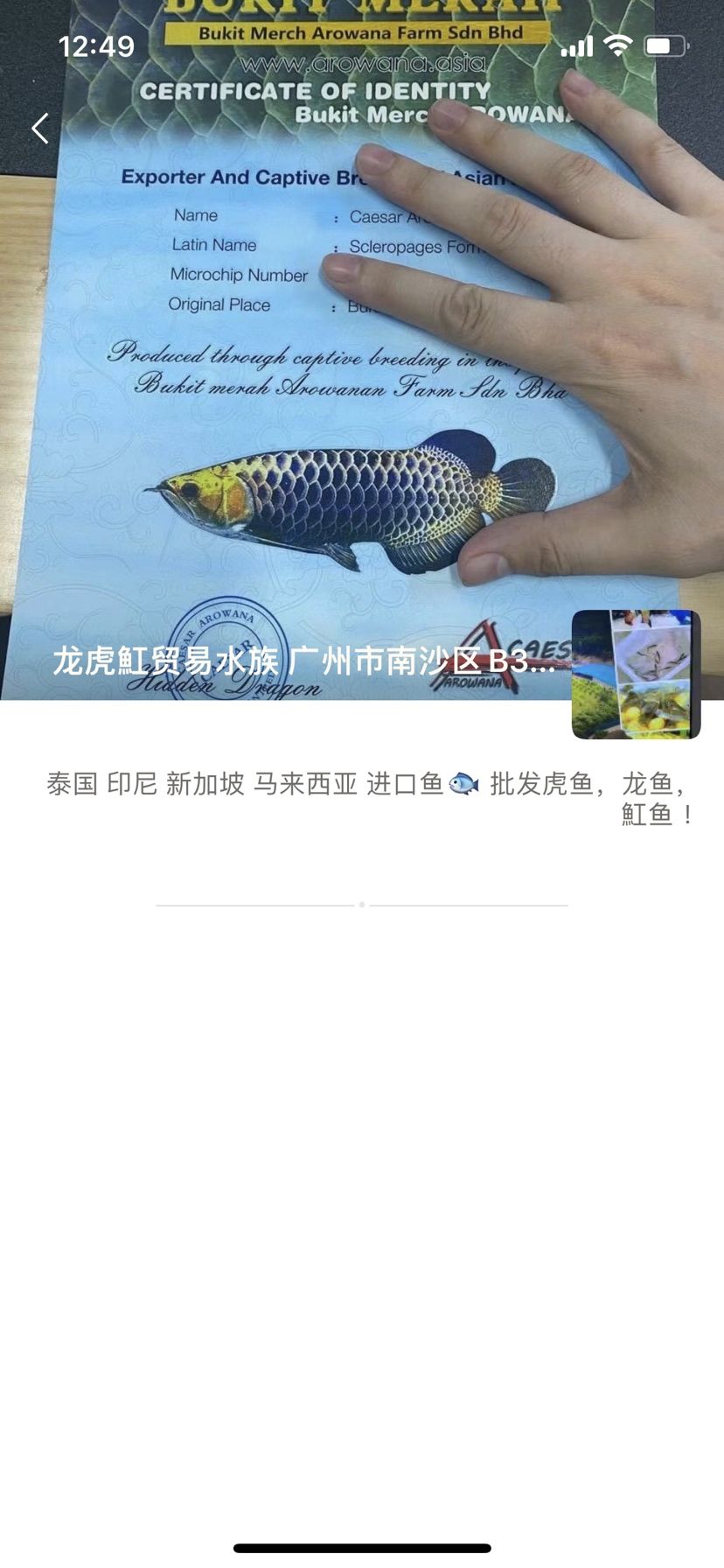 曝光一奸商，买印尼红龙发过来是号半 观赏鱼论坛 第2张