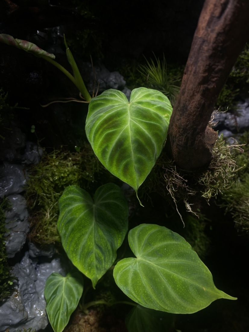 雷龙鱼眼睛上有一个白点（雷龙鱼眼睛上有一个白点怎么回事） 黑白双星鱼 第33张