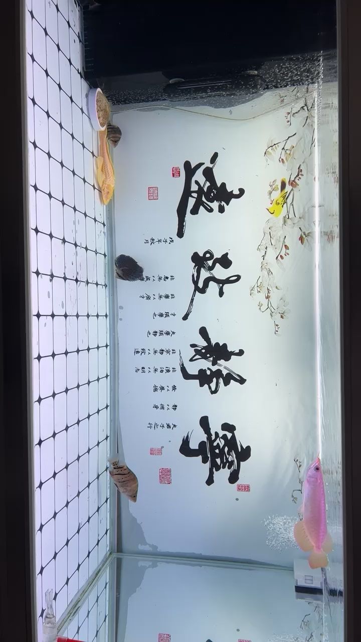 新宠入缸，记录下 观赏鱼论坛