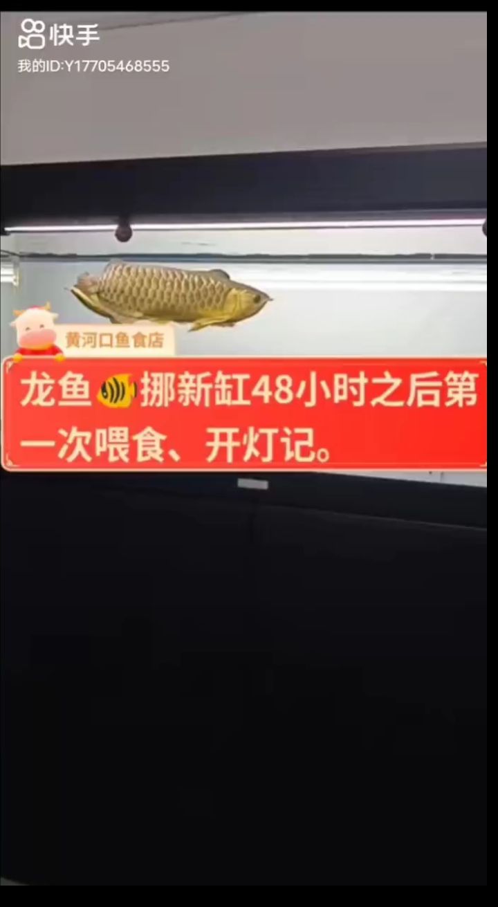 宝钻龙鱼精养缸 观赏鱼论坛